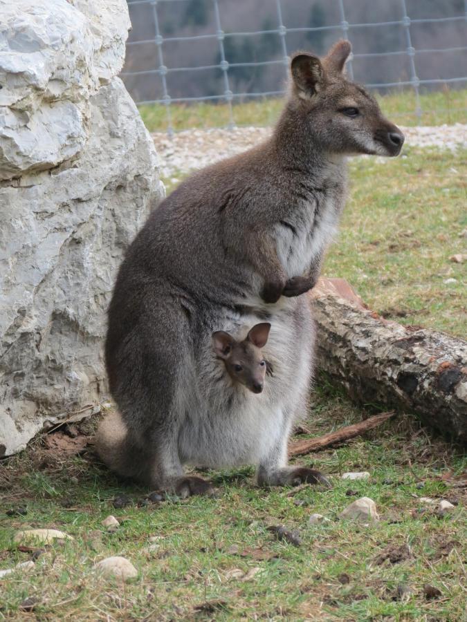 Parc Animalier Du Herisson Villa ดูซิเยร์ ภายนอก รูปภาพ